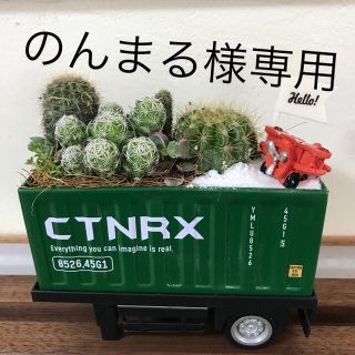 そのまま飾れる砂漠のサボテン届き多肉植物(その他)