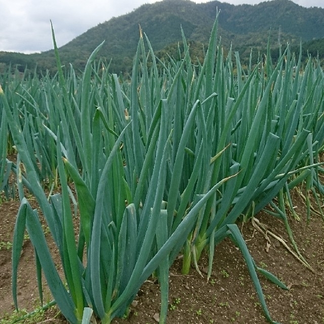 ヒロ様専用 岩津ネギ3キロ(Lサイズ) 食品/飲料/酒の食品(野菜)の商品写真