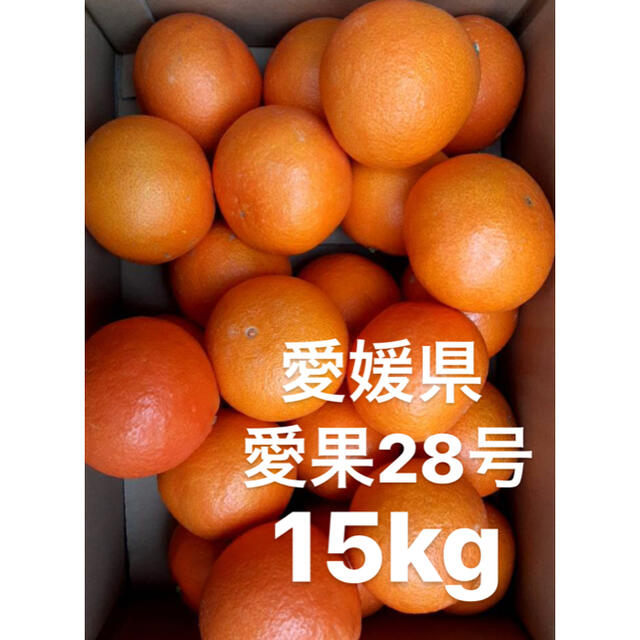食品○愛媛県 愛果28号 15kg - フルーツ