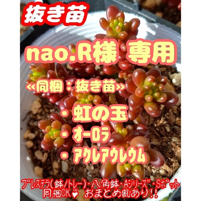 【抜き苗】レッドベリー 他 多肉植物 セダム 紅葉 プレステラ プラ鉢 ハンドメイドのフラワー/ガーデン(その他)の商品写真