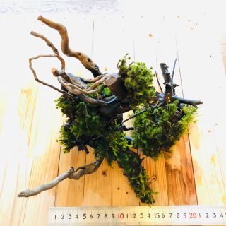 流木_苔（コケ）バラエティー活着、２点セット【送料無料】(アクアリウム)