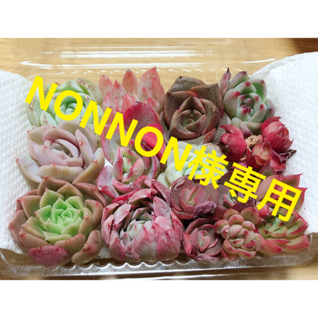 NONNON様専用❤韓国多肉植物  ミニ寄せ植えセット⑤ 12種 ハンドメイドのフラワー/ガーデン(その他)の商品写真