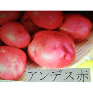 じゃがいも♥アンデス赤9キロ(野菜)