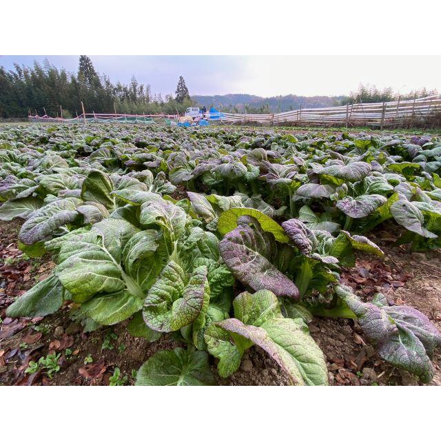 【発送当日に収穫】農家直送　無農薬　三池高菜　５ｋｇ | フリマアプリ ラクマ