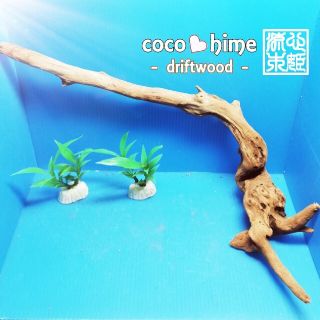 【厳選龍木シリーズ】ビッグサイズ！まとめ買いが超お得なインパクトのある流木です。(アクアリウム)