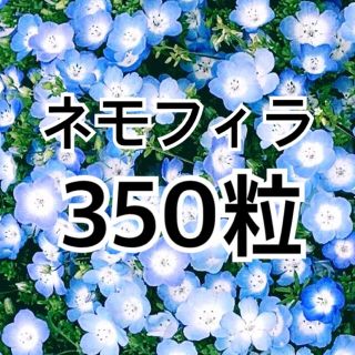 最安値 ★種３５０粒超★　ネモフィラ　インシグニスブルー　(プランター)