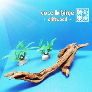 【DWS-15】マングローブ系輸入流木。まとめ売りにも対応します。(アクアリウム)