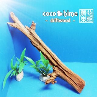 【単品販売不可】+200円で！人の手でカットしちゃってる流木になります。(アクアリウム)