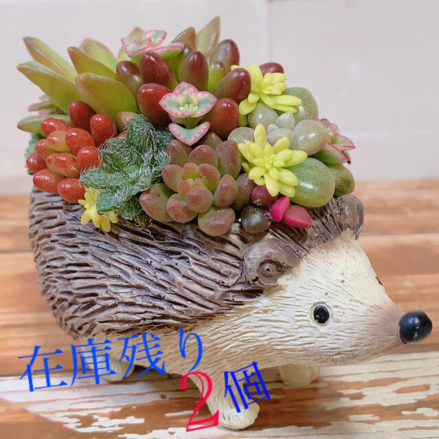 多肉植物　寄せ植え ハンドメイドのフラワー/ガーデン(その他)の商品写真