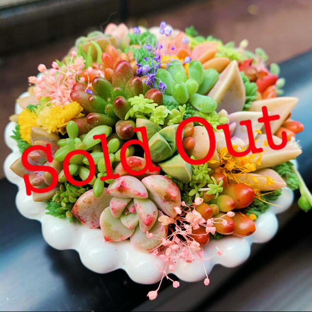 新品、本物、当店在庫だから安心】 ❤︎多肉植物 白の陶器 寄植え
