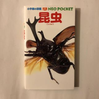 ショウガクカン(小学館)の昆虫　図鑑(絵本/児童書)