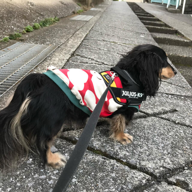 オーダー 雪だるま メルロコ ダックス 犬服の通販 By ミニチュアダックス メルロコ一家の横須賀ストーリー ラクマ オーダー 雪だるま メルロコ ダックス 犬服の通販 By ミニチュアダックス メルロコ一家の横須賀ストーリー ラクマ