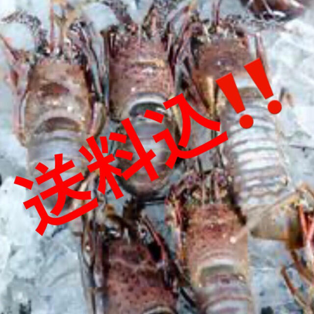 冷凍伊勢海老2キロ送料込15000円‼️おおよそのサイズ指定可能の為激安‼️　魚介