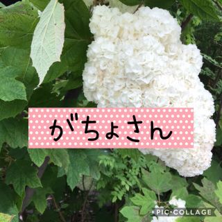 がちょさんのbag♡(ハンドバッグ)