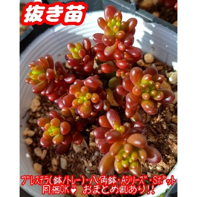 【抜き苗】レッドベリー 多肉植物 セダム 紅葉 プレステラ プラ鉢 ハンドメイドのフラワー/ガーデン(その他)の商品写真