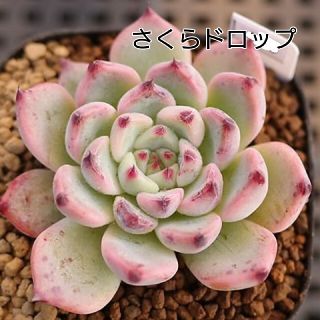 KJ82 アメストロ 韓国苗 ダムヒ 多肉植物 エケベリア