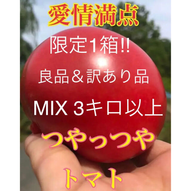 限定1箱 早い者勝ち トマト とまと 訳あり品 良品 新鮮野菜 ハウス栽培 食品/飲料/酒の食品(野菜)の商品写真