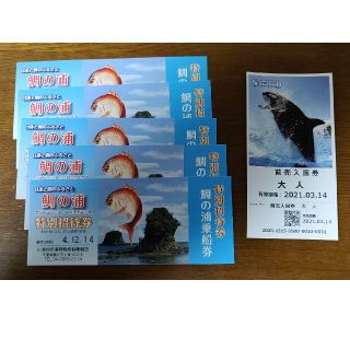 鴨川シーワールド　チケット　１枚　おまけ有り(水族館)