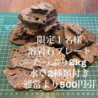 限定1名様 溶岩石プレートたっぷり2kg＋水草2種類オマケ付き(アクアリウム)