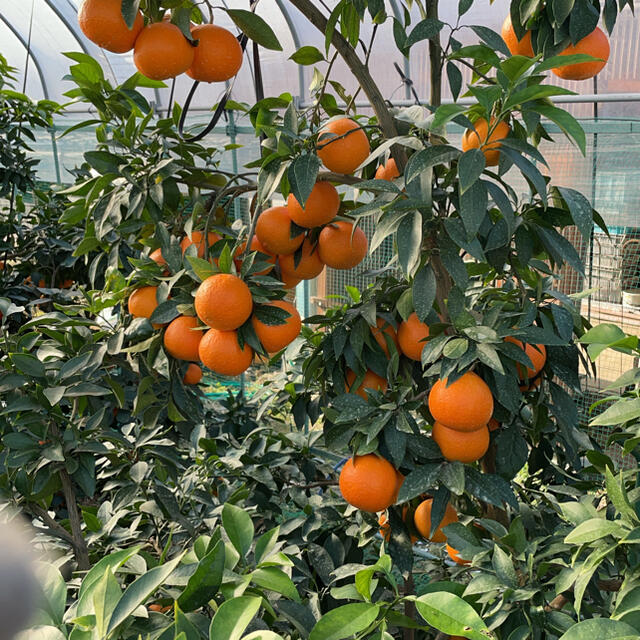 愛媛県産 産地直送 しまなみの風(規格外お試し品)4.5Kg(箱 梱包込み) 食品/飲料/酒の食品(フルーツ)の商品写真