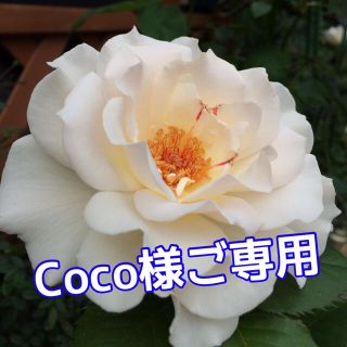 Coco様ご専用　バラ苗(その他)