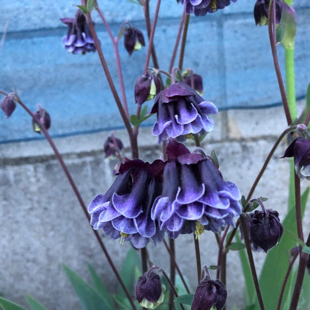 オダマキ　濃い紫と白のタワー　20粒 ハンドメイドのフラワー/ガーデン(その他)の商品写真