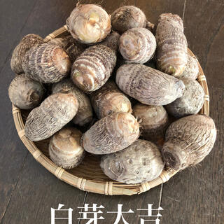 里芋 白芽大吉 約1.5kg 無農薬栽培の通販 by MIYOSHI-FARM's shop