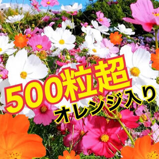 最安値 彩り コスモス　5色ミックス 種500粒超！！！(プランター)