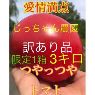 限定1箱 お買い得品 訳あり品  トマト とまと 新鮮野菜 農家直送 年末セール(野菜)