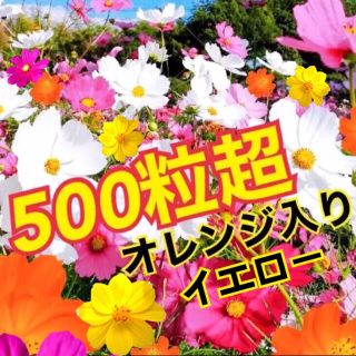 最安値 彩り コスモス　5色ミックス 種500粒超！！！(プランター)