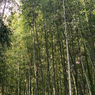 miちゃん様専用混合3キロ(野菜)