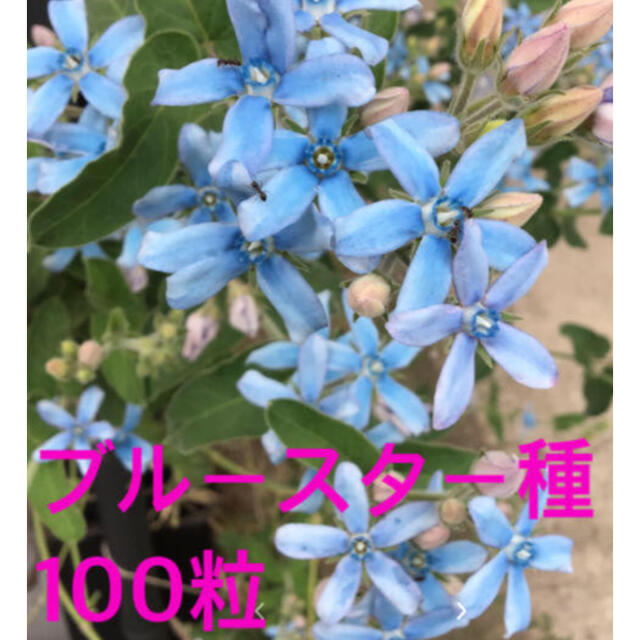 ブルースター 種 100粒超 ハンドメイドのフラワー/ガーデン(その他)の商品写真