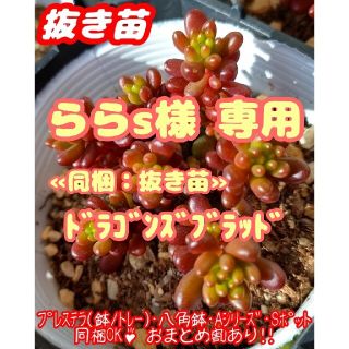 【抜き苗】レッドベリー 他 多肉植物 セダム 紅葉 プレステラ プラ鉢(その他)