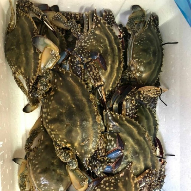 函館噴火湾ワタリガニ×10【メス】 食品/飲料/酒の食品(魚介)の商品写真