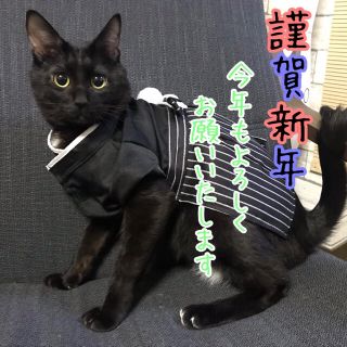 謹賀新年(猫)