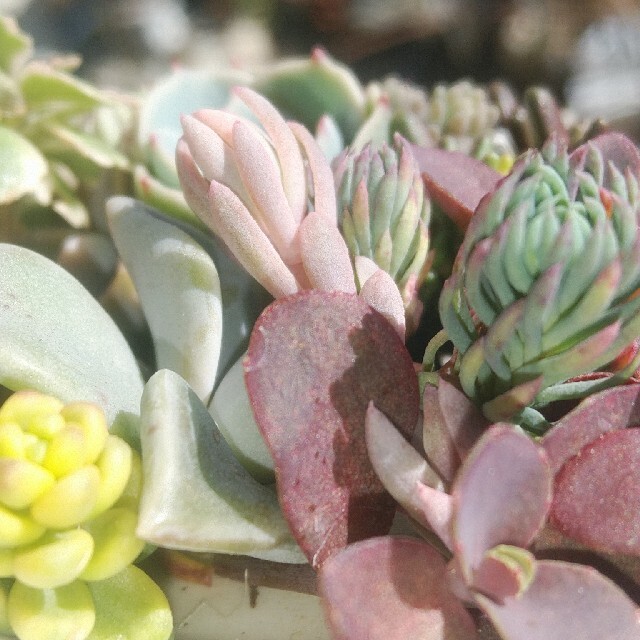 多肉植物 寄せ植え用カット苗 紅葉 寒さに強い種類 七福神入りの通販 By Todoヾ O O ノ S Shop ラクマ 多肉植物 寄せ植え用カット苗 紅葉 寒さに強い種類 七福神入りの通販 By Todoヾ O O ノ S Shop ラクマ