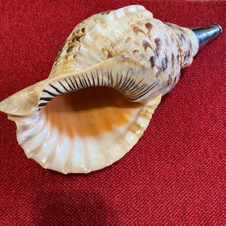 ほら貝のフリマアイテム一覧 ほら貝のフリマアイテム一覧