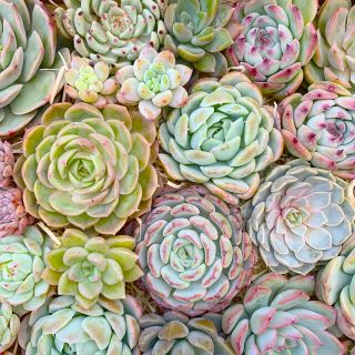 韓国苗】多肉植物 カット苗 セット Aの通販 by あんず|ラクマ