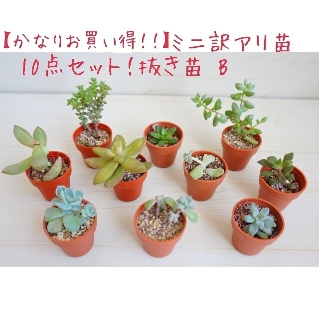 ミニ抜き苗  10点セットB 多肉植物