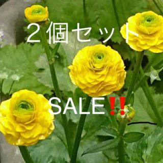 ★原種ラナンキュラスの苗２個SALE‼️(その他)