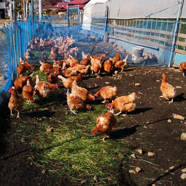 平飼いたまご　✴︎高原卵10個入り3パック✴︎ 国産もみじの卵　新鮮 食品/飲料/酒の食品(野菜)の商品写真