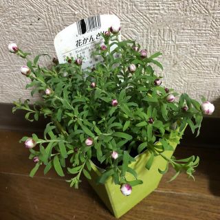 ポットごと発送⭐︎蕾たくさん♡花かんざし　苗(ドライフラワー)