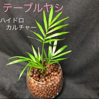 13 玄関やトイレに 人気の観葉植物 テーブルヤシ ハイドロカルチャーの通販 ラクマ