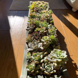 多肉植物　寄せ植えセット(その他)