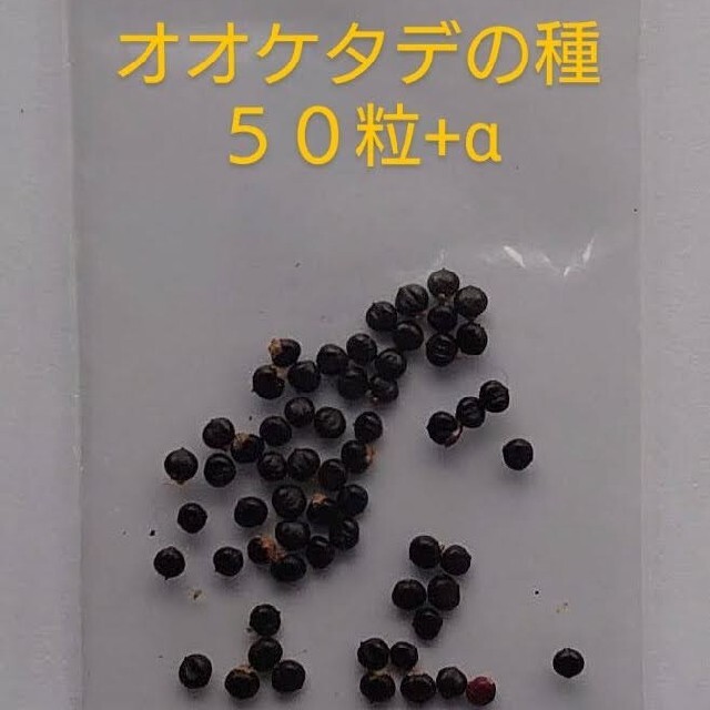 オオケタデの種５０粒+α ハンドメイドのフラワー/ガーデン(その他)の商品写真
