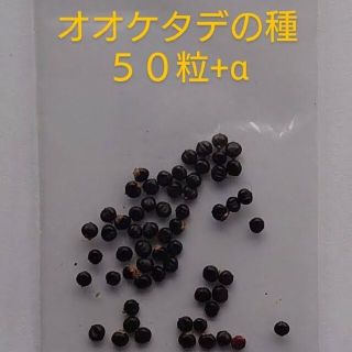 オオケタデの種５０粒+α(その他)