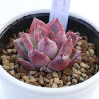 多肉植物 韓国苗　agavoides cv Black swan(その他)