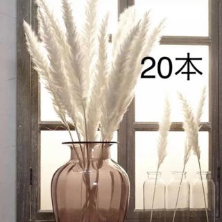 パンパスグラス　20本セット(ドライフラワー)