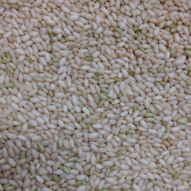 もち米　玄米30kg　【1等米　品質保証】
