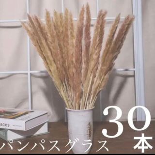 パンパスグラス　ニュアンスmix 30本セット(ドライフラワー)